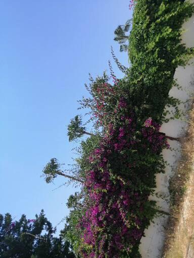 Cimtur Tatil Sitesi 3+1 Villa Alanya Kültér fotó